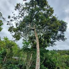 Image result for Ocotea