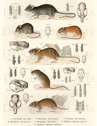 Mice And Mouse Skulls Zoology Digital Collage By Dancingbirdarts 1 65 Via Etsy Mouse Illustration Animal Illustration Animal Drawings