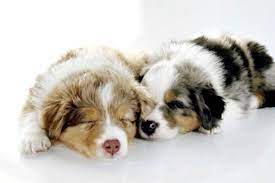 Thank you for visiting my web site. Miniature Australian Shepherds For Sale Go West Mini Aussies