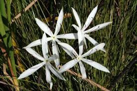 Image result for Crinum stuhlmannii