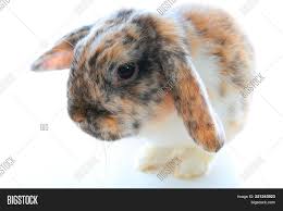 This means the ears must be different colors, the face must also be different colors and they must alternate with the ears. Rare Rabbit Color Image Photo Free Trial Bigstock