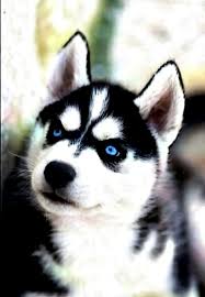 Male Blue Eyes Black And White Husky Pin By Tabor Secretan On Other Dogs I May Want Dog Breeds Dogs And Puppies Husky Puppy