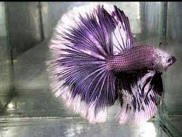 Pin By Nightshade6 2 On Fish Aquarium Betta Fish Betta Fish Tank Siamese Fighting Fish