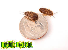 Faq: What Size Dubia Roaches Do I Need? | Dubia.Com