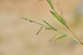 Image result for Urochloa villosa