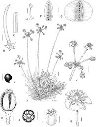 Image result for Hypertelis bowkeriana