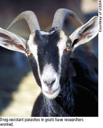 parasite problem growing in goats american veterinary