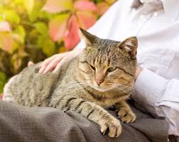 Senior Cats: Learn How to Care for a Cat in Old Age