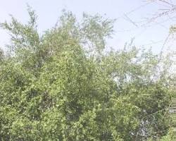 Image of السِّدر plant in UAE