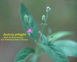 Image result for Justicia phyllostachys