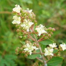 Image result for Lawsonia inermis