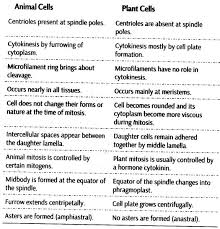 Maybe you would like to learn more about one of these? Cell Cycle And Cell Division Class 11 Notes Biology Chapter 10 Cbse Tuts