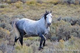 Check spelling or type a new query. Dapple Grey Wild Stallion Pam Nickoles Photography
