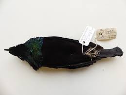 Image result for Lopholaena sp.no.1