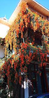 Image result for Pyrostegia