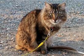 Ask any rv traveler that's traveling with their cat and they will tell you that this is the most common way of escaping. Enjoy Rv Adventures With Your Feline Along Traveling With Your Cat