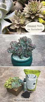 How to identify mealybugs on houseplants and outdoor plants. How To Control Prevent Mealybugs On Succulents Planting Succulents Suculent Plants Succulents