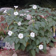 Image result for Datura