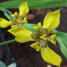 Maybe you would like to learn more about one of these? Neomarica Longifolia Yellow Walking Iris In Gardentags Plant Encyclopedia