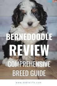 We did not find results for: The 2021 Bernedoodle Review Ultimate Breed Guide