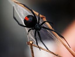 Black widow spider venom can be deadly but how likely are you to be bitten? Australian Spiders The 10 Most Dangerous Australian Geographic