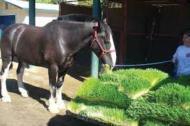 Hydroponic Farming For Your Horse Equine Wellness Magazine