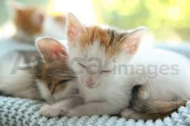 Sleepy cat kitty cats kittens deviantart animals babies cute kittens animales babys. Cute Little Kittens Sleeping On Blue Blanket Closeup Baby Animals Stock Photo By Africa Images