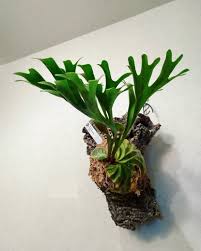 Image result for Trochomeria polymorpha