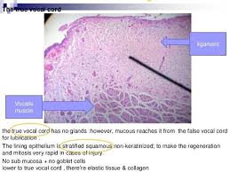 Epithelial Lining Of True Vocal Cord Is Stratified Squamous Epithelium Unlike The Lining Of Respiratory Tree Stratified Squamous Epithelium Squamous Vocal