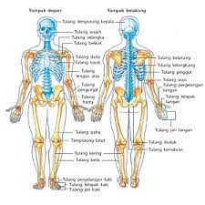 Maybe you would like to learn more about one of these? 3 Sistem Gerak Pada Manusia Dan Penjelasan Lengkapnya Materiipa Com