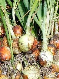 Leave them in the garden, allowing the sun to dry them out. Harvesting Curing And Storing Onions