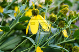Mit üppigen prachtstauden, winterharten buchsbäumen und zarten rosensträuchern kannst du deinen garten das ganze jahr über nach lust und laune gestalten. Gelbe Blumen Im Garten Der Unten Ende Der Nahen Hohen Seitenansicht Leinwandbilder Bilder Geschenk Wachstum Strauss Myloview De