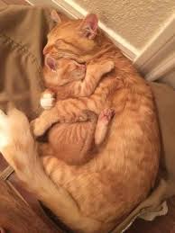 Xoxoxoxoxoxo Cat Hug Cute Baby Animals Cute Cat Gif
