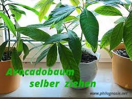 Avocado Pflanzen Avocadobaum Selber Ziehen Philognosie Avocadobaum Avocado Baum Pflanzen