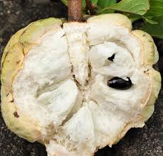 Image result for Annona squamosa