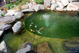 This means adding the best koi pond filter to your other accessories. How Koi Pond Filters Work