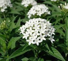 Image result for Pentas longiflora