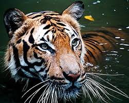 The other extant (living) classes of vertebrates (animals with backbones) include fish (with a few recognized classes). Mammal Wiktionary