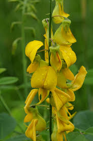 Image result for Crotalaria laburnifolia