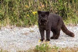 9 Tiny Wild Cats You Didn T Even Know Existed Small Wild Cats Mammals Wild Cats