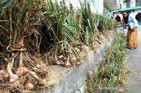 Bawang putih ( elisa zahara ) 3. Swasembada Bawang Putih Di Tengah Gempuran Impor Antara Jateng