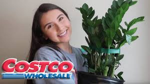 The warehouses are notorious for having a random selection, but instagram costco expert @costco_doesitagain found large palms in one warehouse recently for $27.99. Plants At Costco Wholesale Cheap Big Zz Plant Fiddle Leaf Fig Youtube