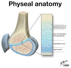 Image result for Growth Plate