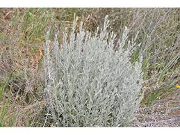Image result for Artemisia sp.no.1
