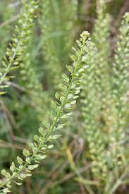 Peppergrass Lepidium Virginicum Flower Names Floral Texture Native Plants