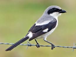 Grey Bird With Blue Black And White Wings Photos And Videos For Loggerhead Shrike All About Birds Cornell Lab Of Ornithology In 2020 Black And White Birds Ornithology Birds
