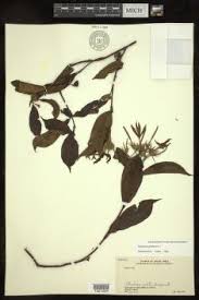 Image result for Alafia orientalis