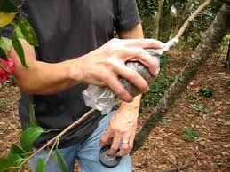 Well, if you love a certain strain or want to preserve certain genetics, cloning gets you what you want for future cannabis generations. Pin On Gardening And Lawn