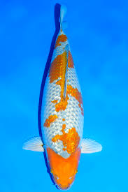 Kinginrin Ochiba Shigure Koi Fish Koi Carp Japanese Koi