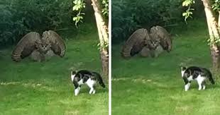 What should cat owners do? This Bird Of Prey Tries To Intimidate A Defenseless Family Cat By Showing How Big It Is Bored Panda